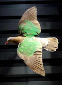 Chalcophaps indica - National Museum of Nature and Science, Tokyo - DSC06807