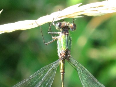 Chalcolestes viridis (Lestes viridis) (Willow Emerald Damselfly) detail, Arnhem, the Netherlands photo