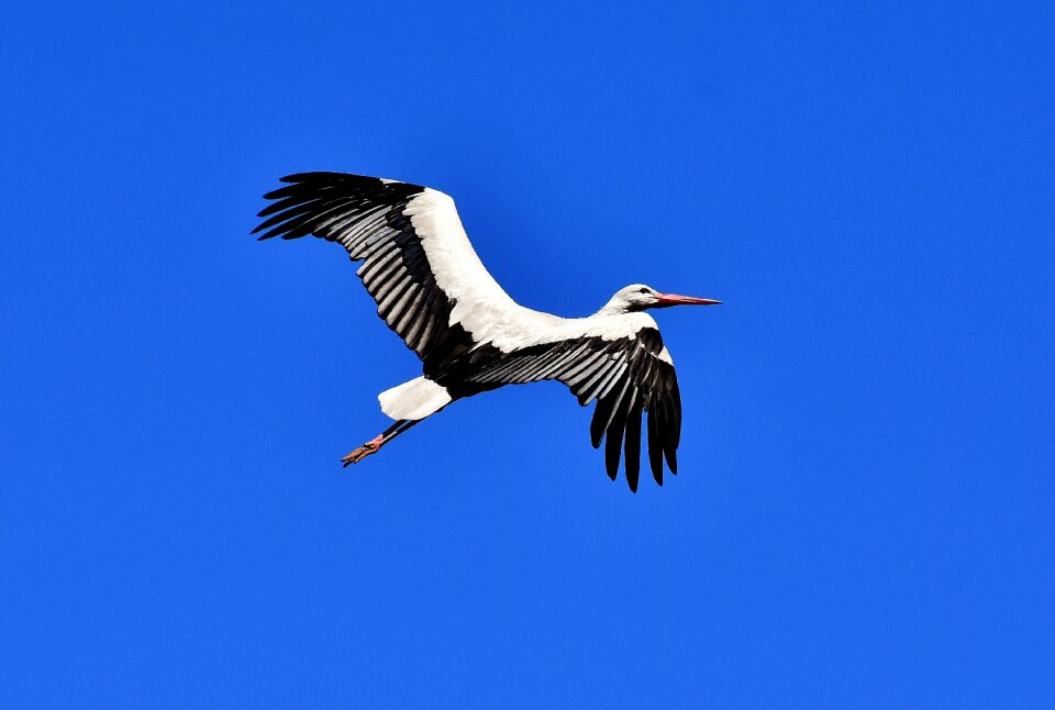 Birds plumage nature