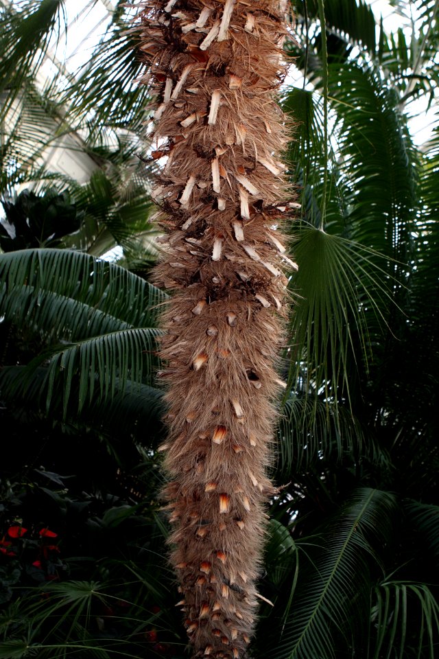 Chamaerops humilis3