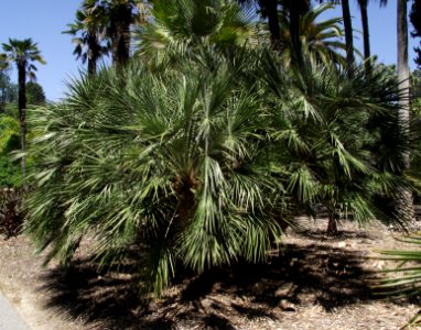 Chamaerops humilis nana