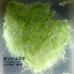 Chaetomorpha crassa - National Museum of Nature and Science, Tokyo - DSC07623