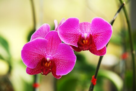 Flower flowers pink orchid photo