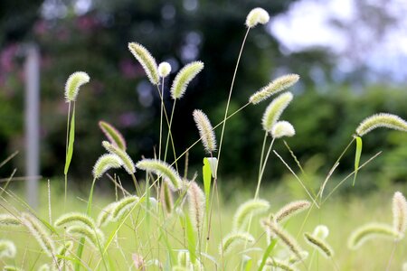 Natural fluffy the herb