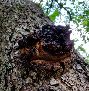 Chaga in alder