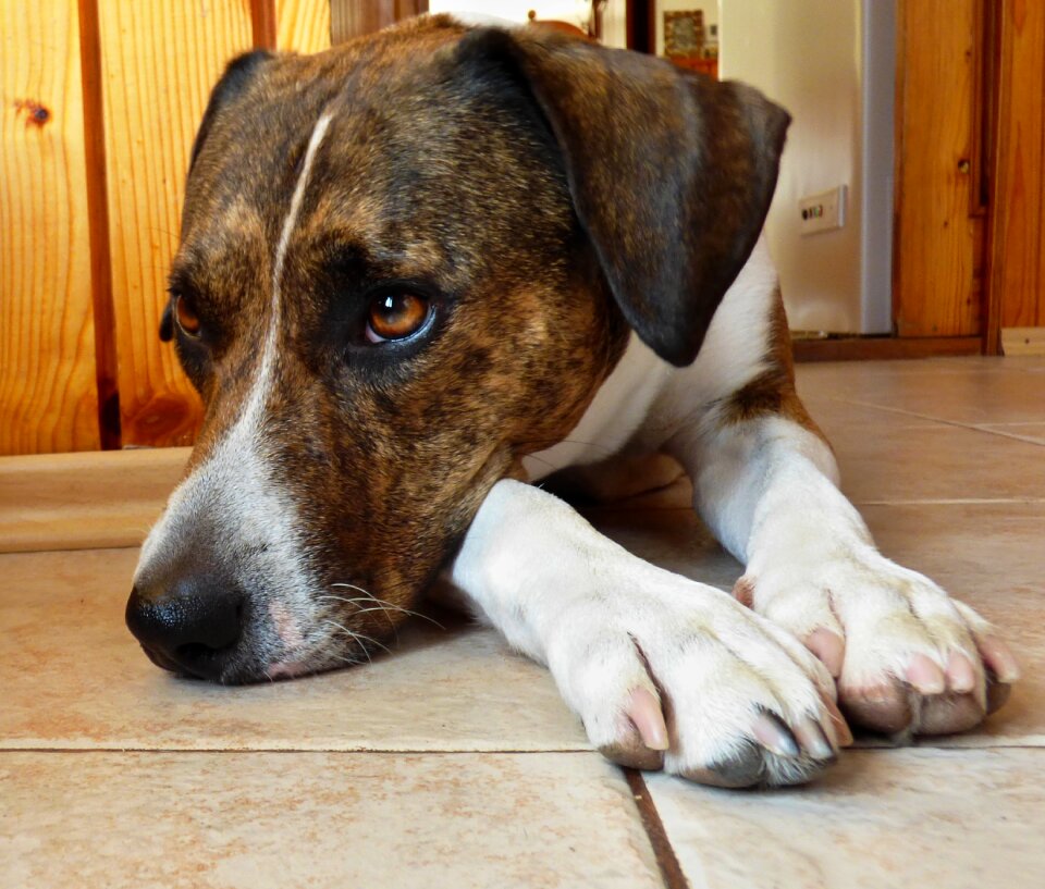 Dog stafordterier recreation