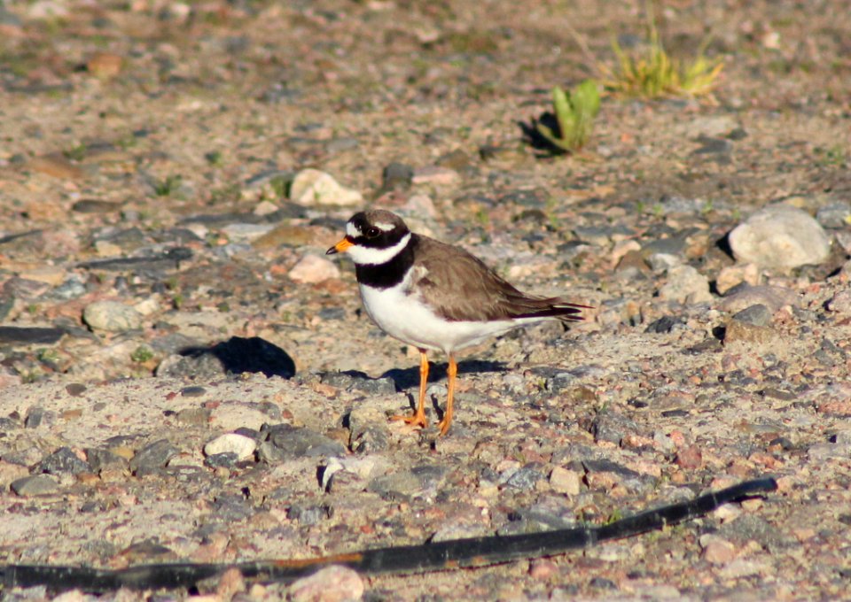 Charadrius hiaticula Oulu 20120628 03