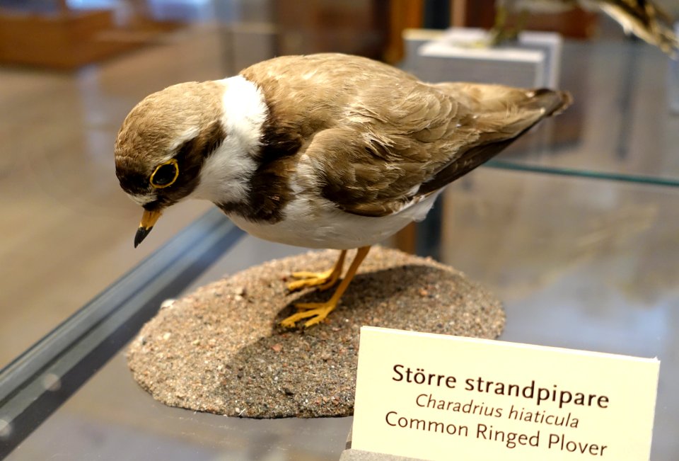 Charadrius hiaticula - Swedish Museum of Natural History - Stockholm, Sweden - DSC00633