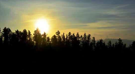 Landscape trees summer