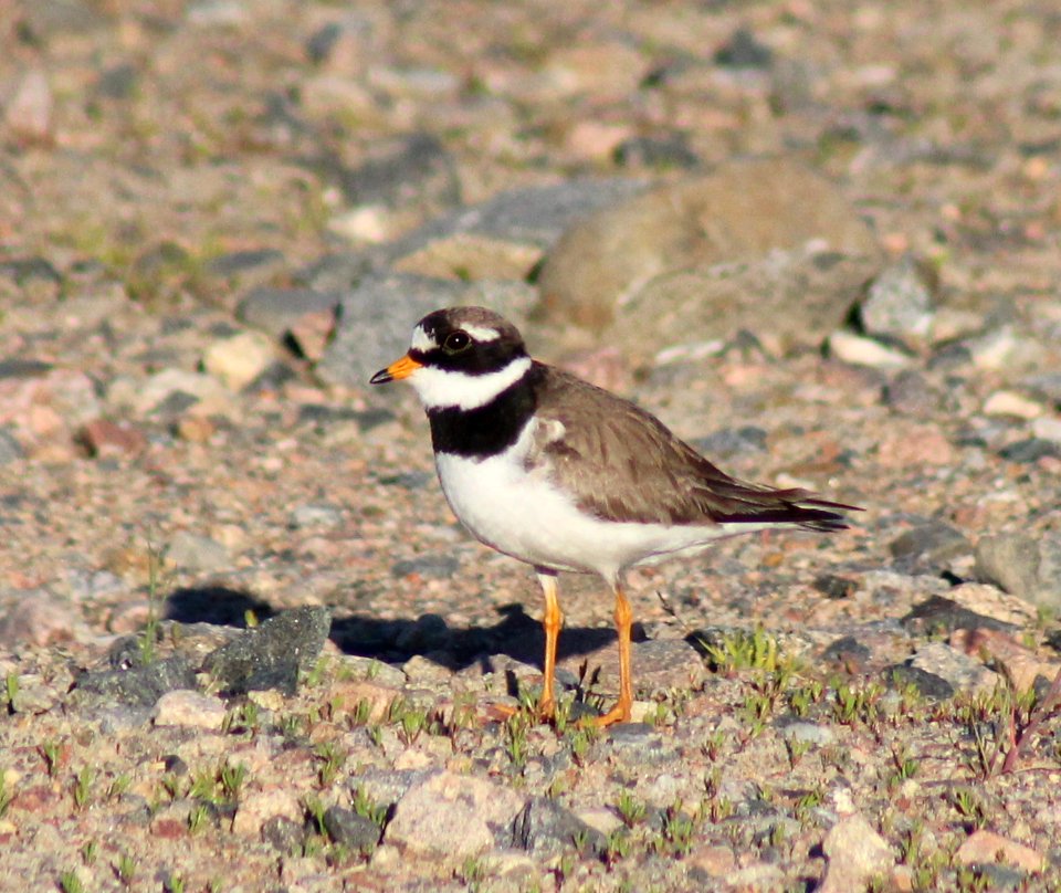Charadrius hiaticula Oulu 20120628 05