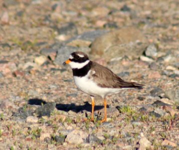 Charadrius hiaticula Oulu 20120628 05