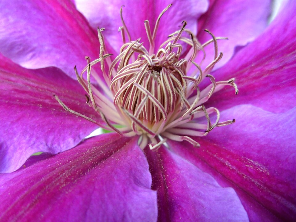 Purple close up purple flower
