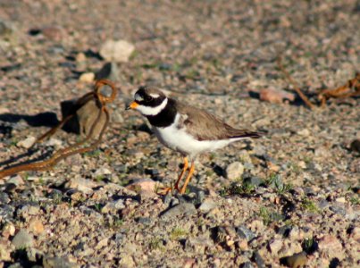 Charadrius hiaticula Oulu 20120628 02