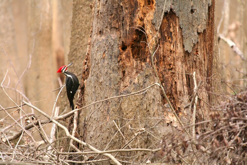 Wild nature wildlife