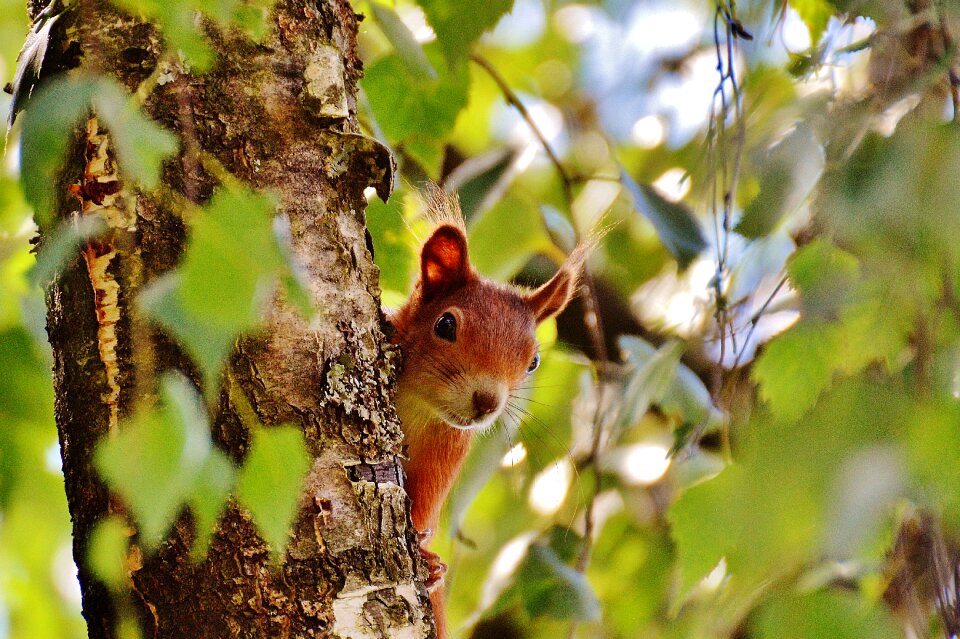 Nature rodent garden