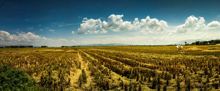 Paddy northsumatera samosir