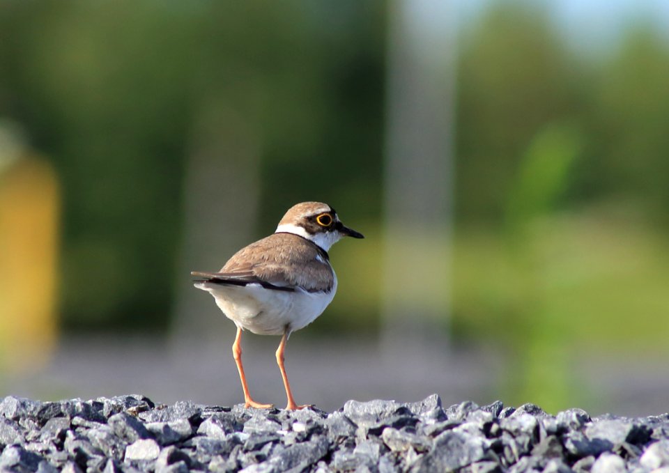 Charadrius dubius Oulu 20180629 06