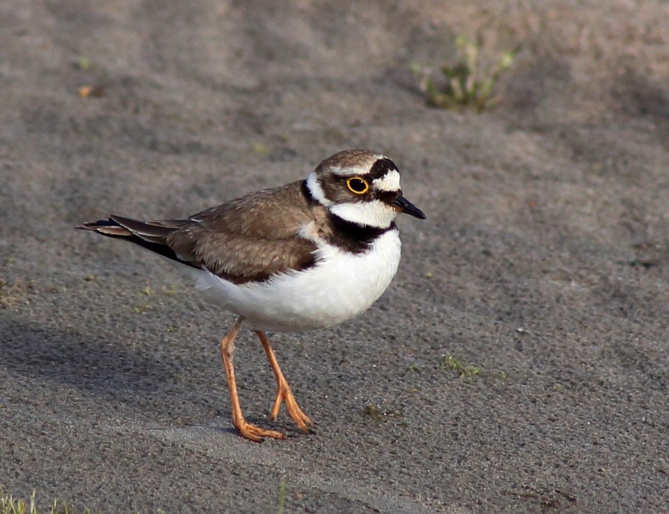 Charadrius dubius Oulu 20180629 01