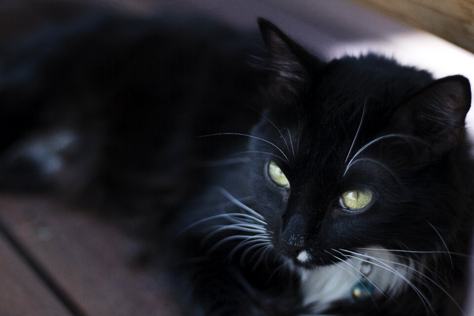 Animal domestic kitten
