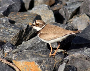 Charadrius dubius Oulu 20180629 05