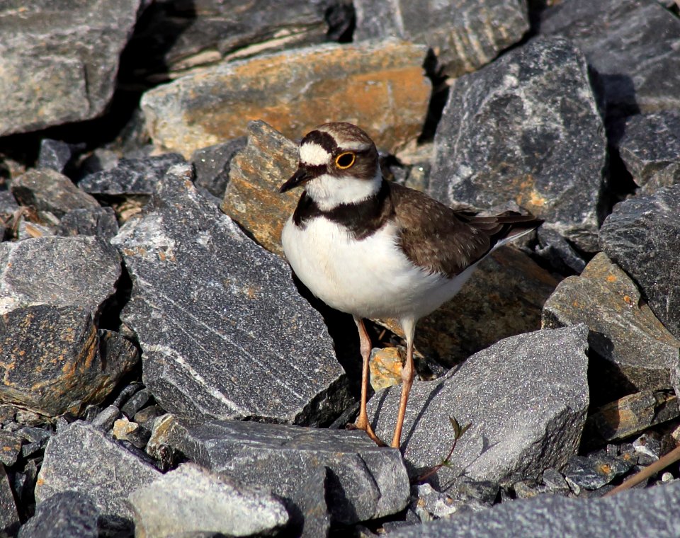 Charadrius dubius Oulu 20180629 04