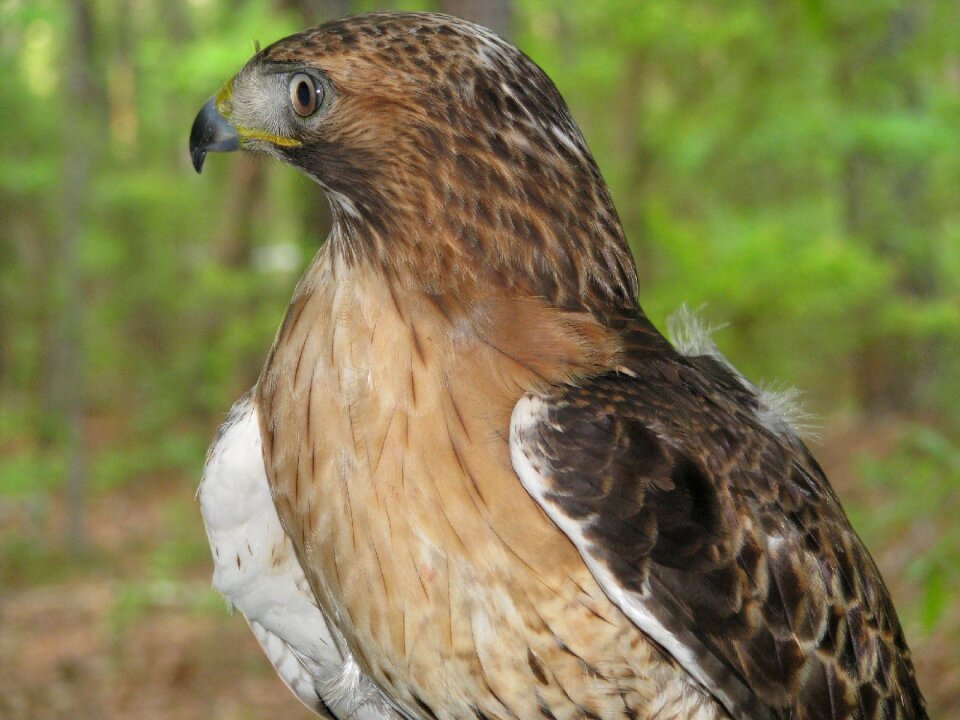 Wildlife perched looking