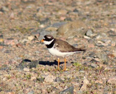 Charadrius hiaticula Oulu 20120628 01