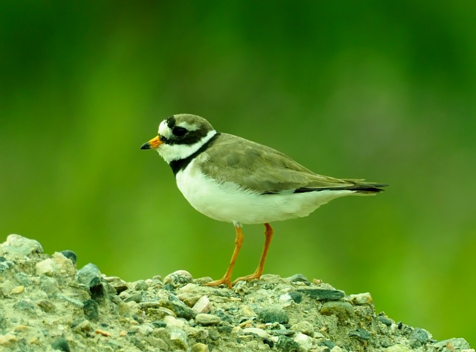 Charadrius hiaticula Oulu Finland 2020-07-18
