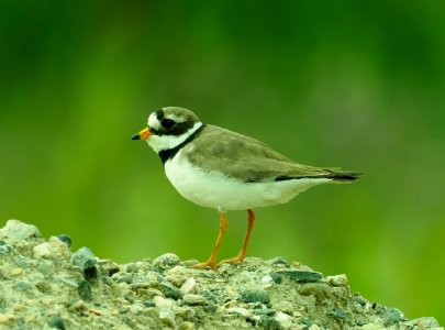 Charadrius hiaticula Oulu Finland 2020-07-18