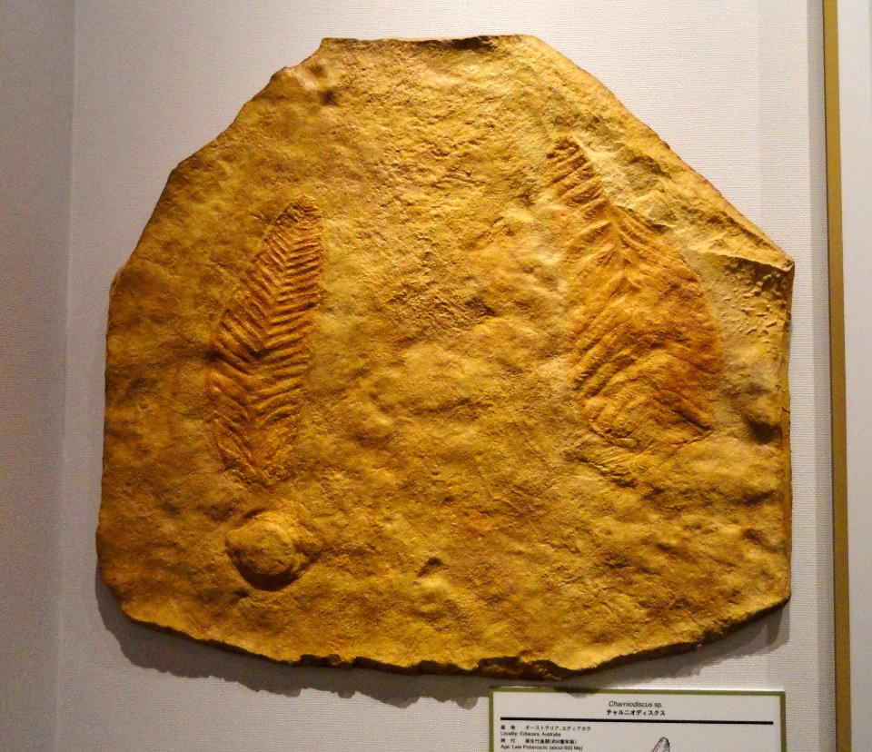 Charniodiscus sp. - Kyoto University Museum - DSC06403