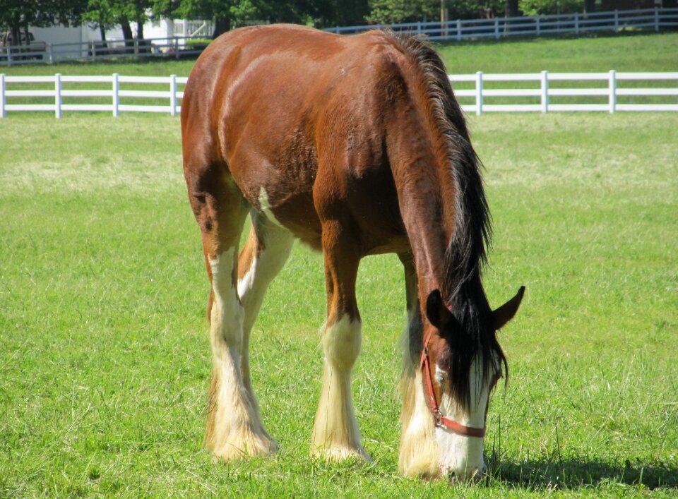 Young grazing pasture