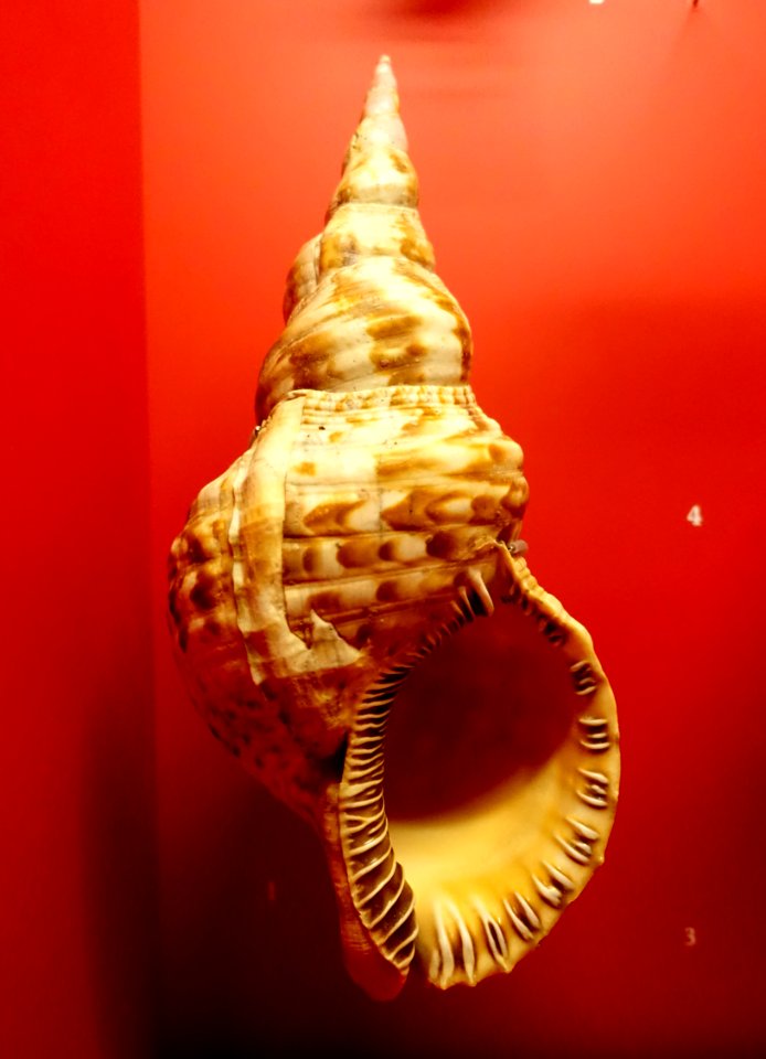Charonia variegata - Naturhistorisches Museum, Braunschweig, Germany - DSC04990