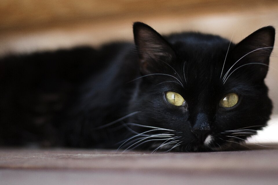 Animal domestic kitten
