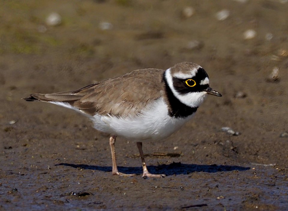 Charadrius dubius Oulu Finland 2021-05-02 (2)