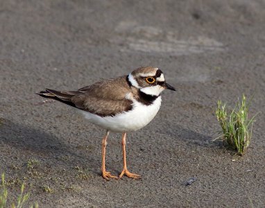 Charadrius dubius Oulu 20180629 02