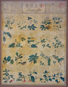 Chart of Poisonous Plants, Vol. 1, selected by Ono Motoyoshi, text by Mogami Kokichi, 1878, color printed on paper - Tokyo National Museum - DSC05537