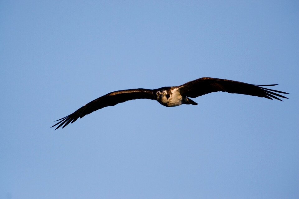 Wildlife nature raptor