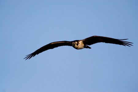 Wildlife nature raptor photo