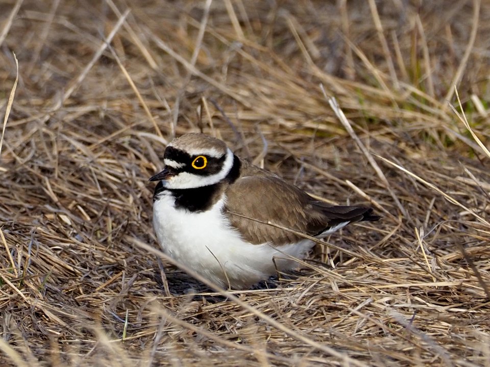 Charadrius dubius Oulu Finland 2020-05-17
