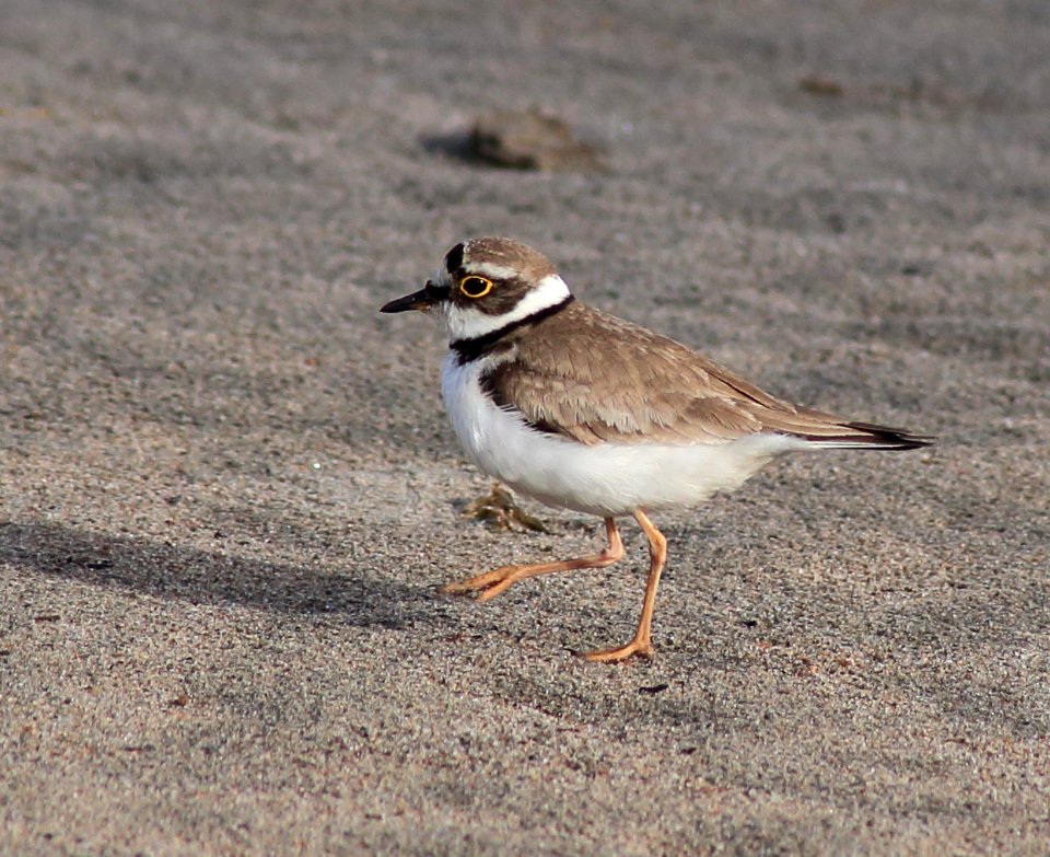 Charadrius dubius Oulu 20180629 03