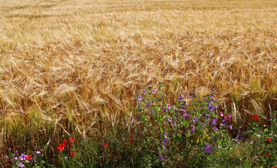 Cereals epi agriculture