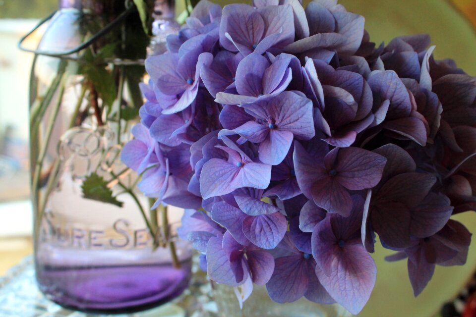 Purple flora colorful