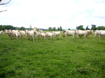 Charlieu (Loire, Fr) paysage avec vaches charollaises