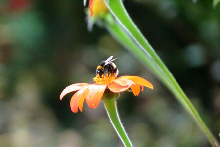 Insect nature pollination