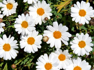 Margaritas flowers flowers wallpaper