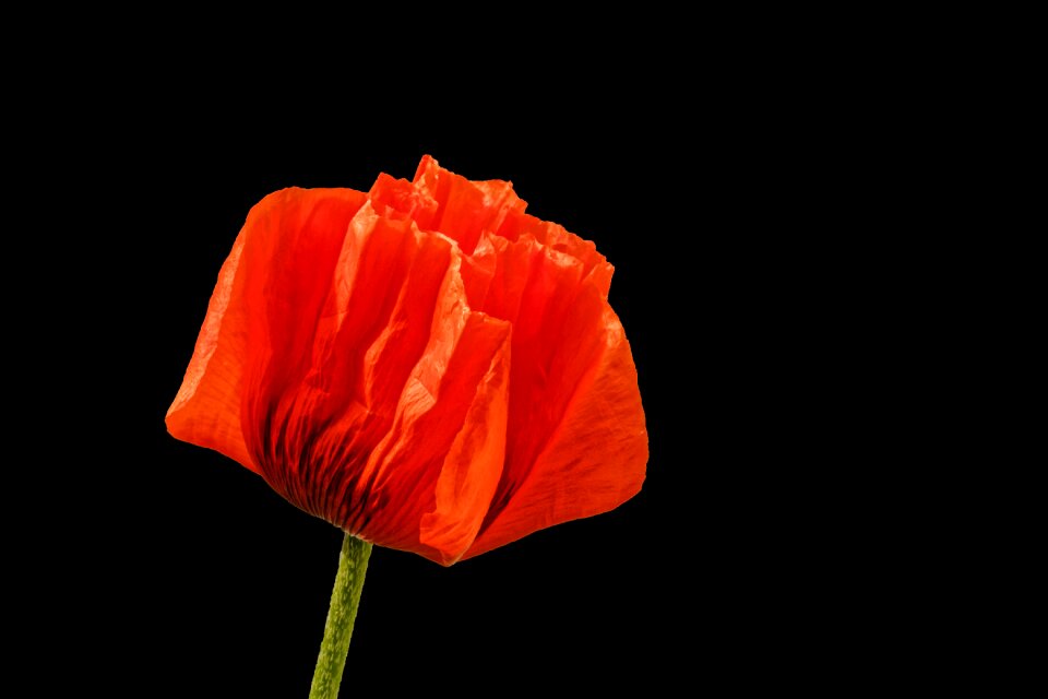 Bloom red background black