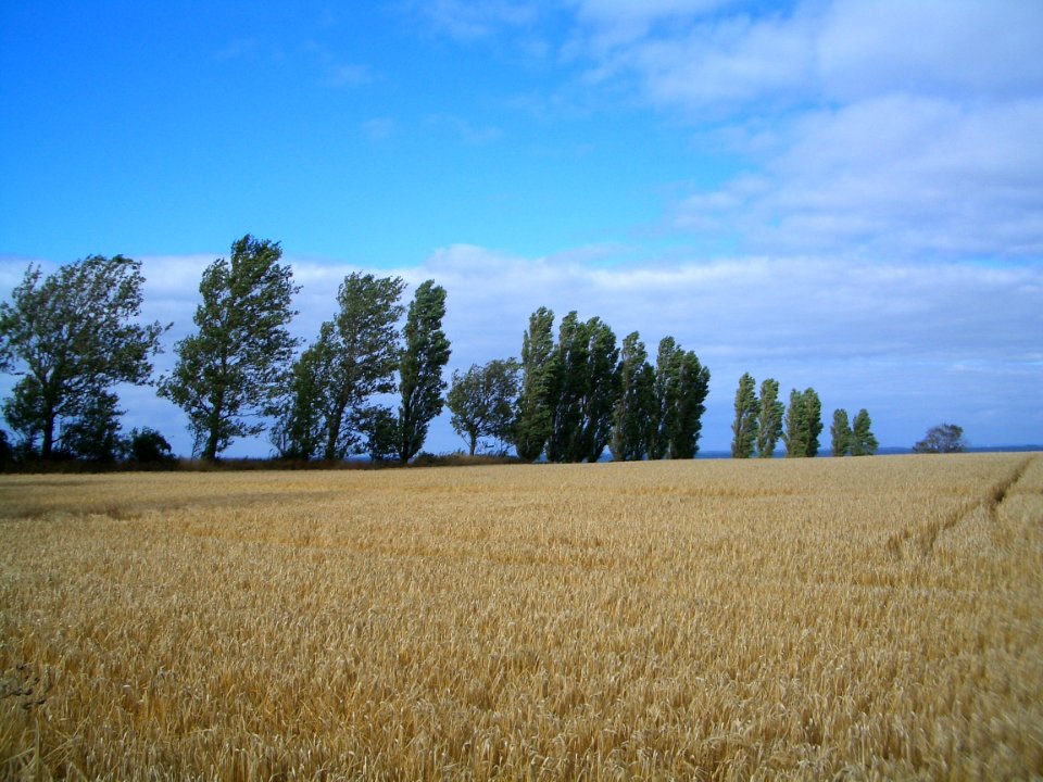 Champs et arbres l'été à Femo
