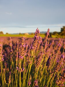 Lavender flowers violet lavender cultivation photo