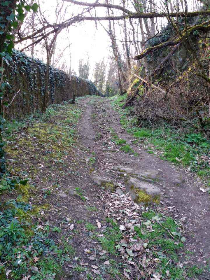 Champagne-au-Mont-d'Or - Chemin de Rochecardon - Chemin de terre 01