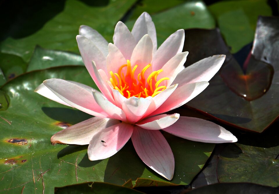 Pink water lily blossom bloom
